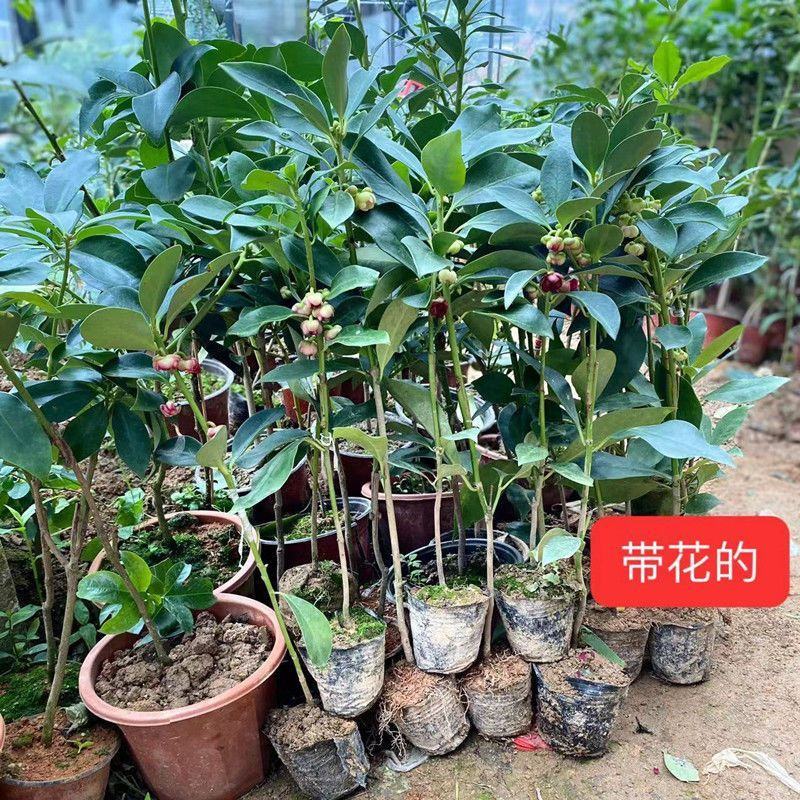 云南省广南县大红种八角苗，罗马种八角苗，直苗