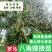 云南省广南县大红种八角苗，罗马种八角苗，直苗