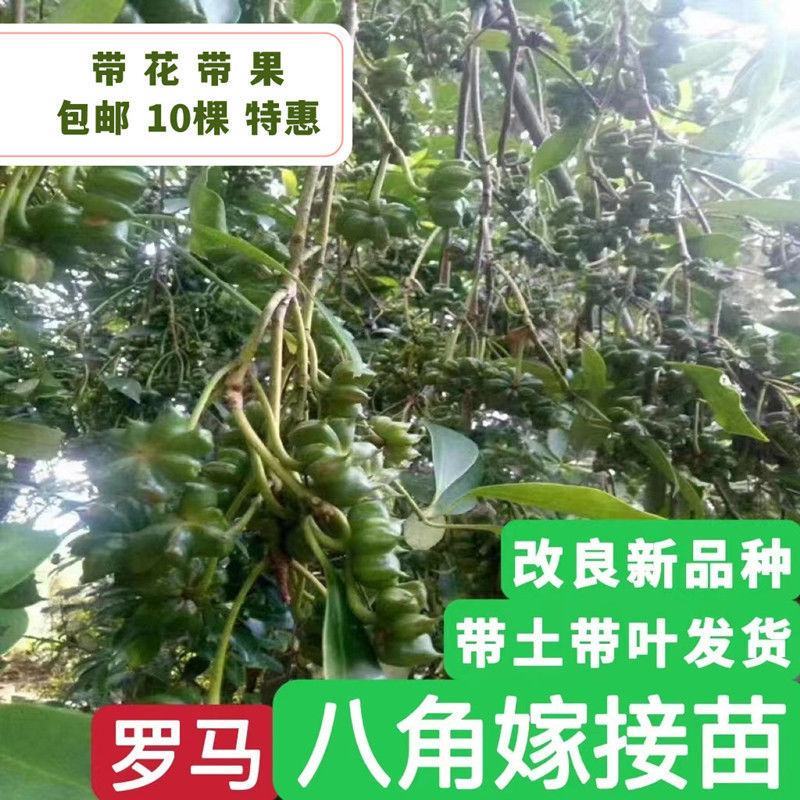 云南省广南县大红种八角苗，罗马种八角苗，直苗
