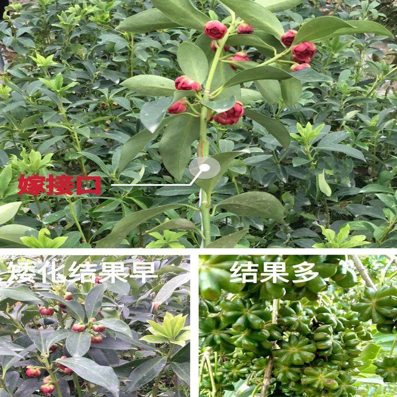 云南省广南县大红种八角苗，罗马种八角苗，直苗