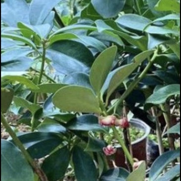 云南省广南县大红种八角苗，罗马种八角苗，直苗