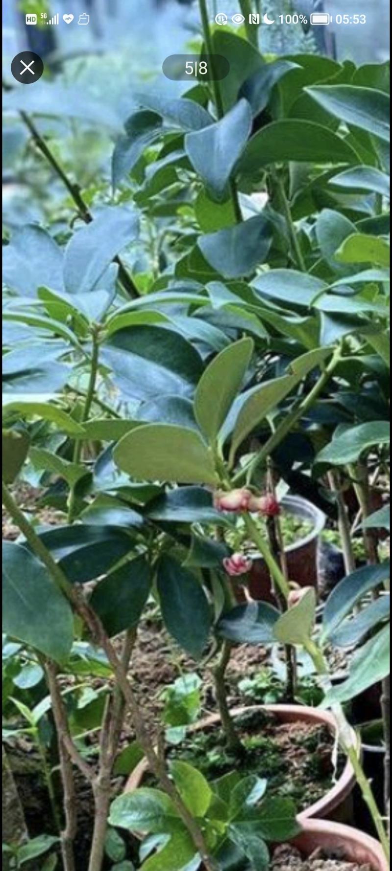 云南省广南县大红种八角苗，罗马种八角苗，直苗