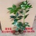 云南省广南县大红种八角苗，罗马种八角苗，直苗