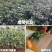 云南省广南县大红种八角苗，罗马种八角苗，直苗