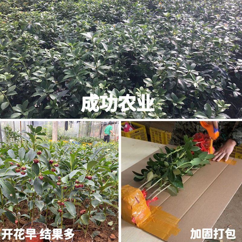 云南省广南县大红种八角苗，罗马种八角苗，直苗