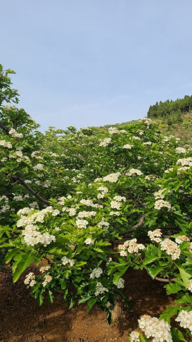 甜红子山楂，正宗南流泉甜红子山楂，绵甜微酸，色泽诱人