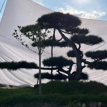 造型油松黑松各种造型景观松欢迎新老客户前来浅谈合作