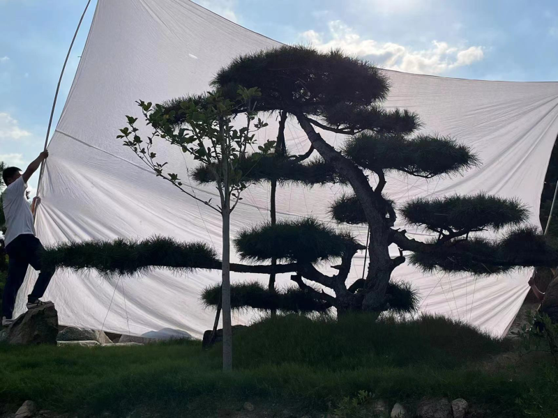 造型油松黑松各种造型景观松欢迎新老客户前来浅谈合作