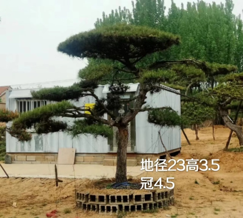 造型油松黑松各种造型景观松欢迎新老客户前来浅谈合作