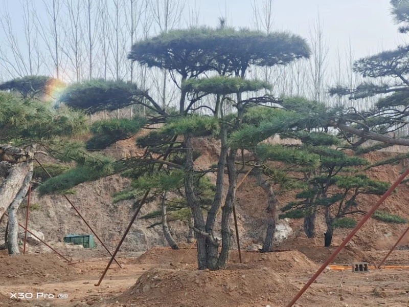 造型油松黑松各种造型景观松欢迎新老客户前来浅谈合作