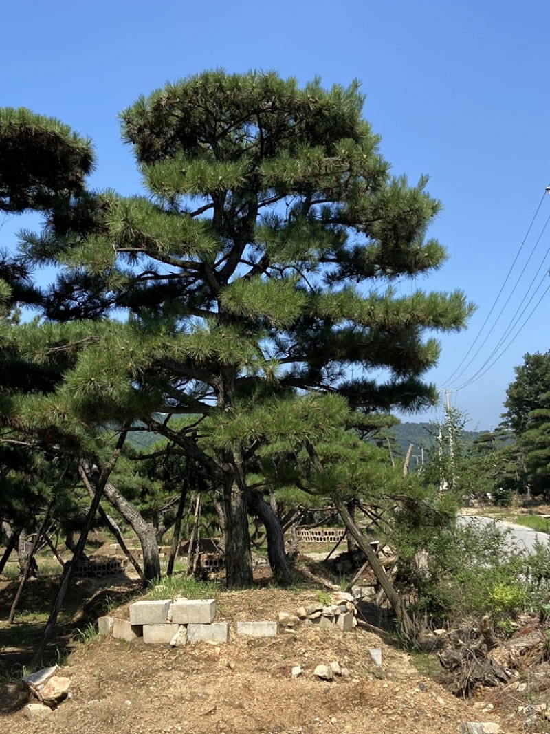 造型油松黑松各种造型景观松欢迎新老客户前来浅谈合作