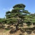 造型油松黑松各种造型景观松欢迎新老客户前来浅谈合作