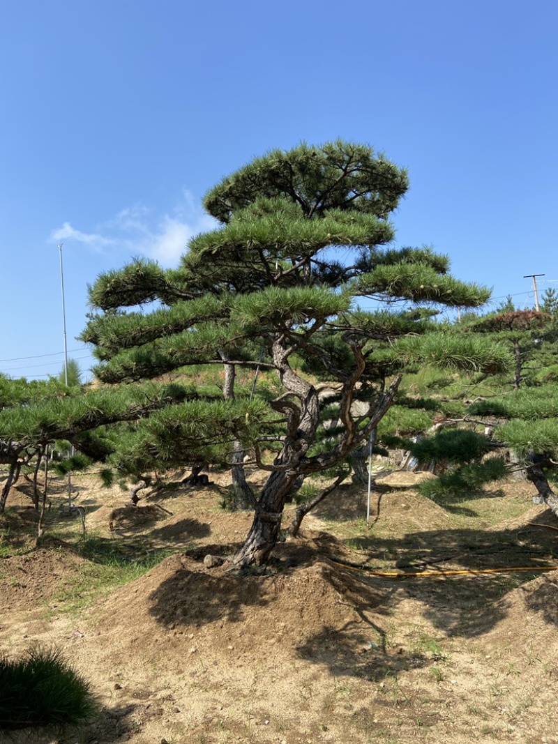 造型油松黑松各种造型景观松欢迎新老客户前来浅谈合作