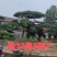 造型油松黑松各种造型景观松欢迎新老客户前来浅谈合作