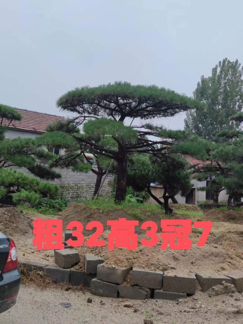 造型油松黑松各种造型景观松欢迎新老客户前来浅谈合作