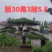 造型油松黑松各种造型景观松欢迎新老客户前来浅谈合作
