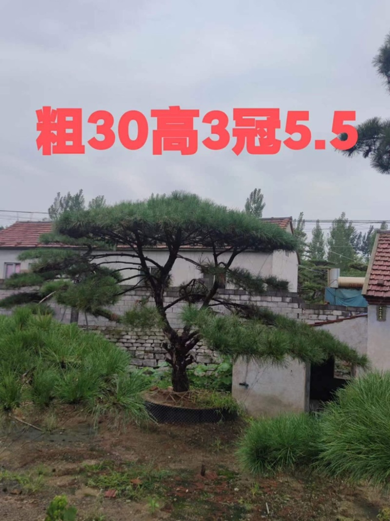 造型油松黑松各种造型景观松欢迎新老客户前来浅谈合作
