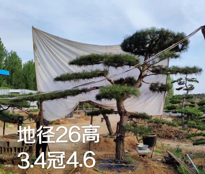 造型油松黑松各种造型景观松欢迎新老客户前来浅谈合作