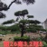 造型油松黑松各种造型景观松欢迎新老客户前来浅谈合作