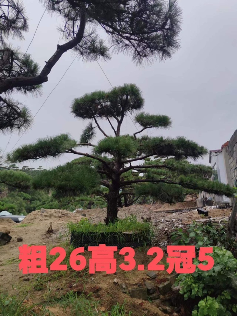 造型油松黑松各种造型景观松欢迎新老客户前来浅谈合作