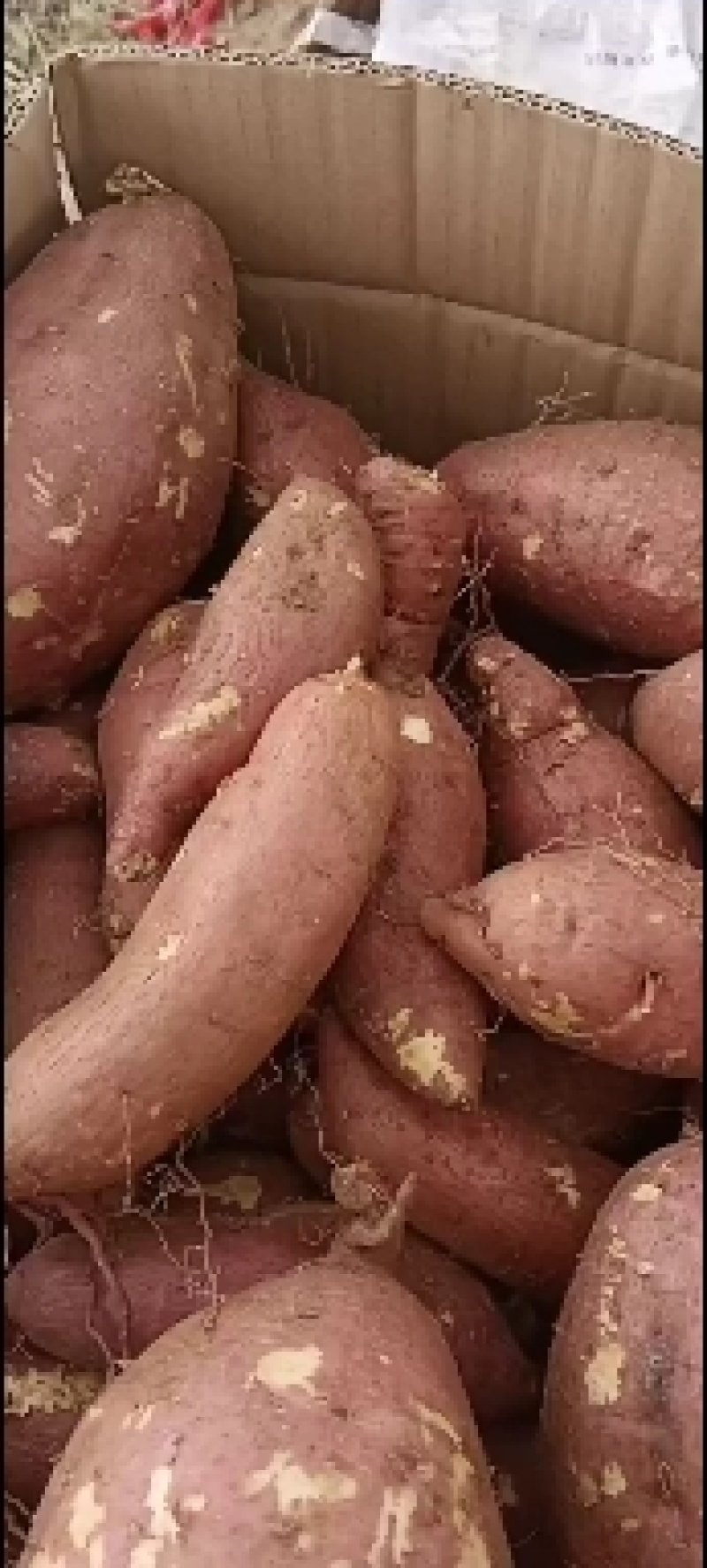 西瓜红红薯，种薯，商品薯，3两以上，袋装，箱装