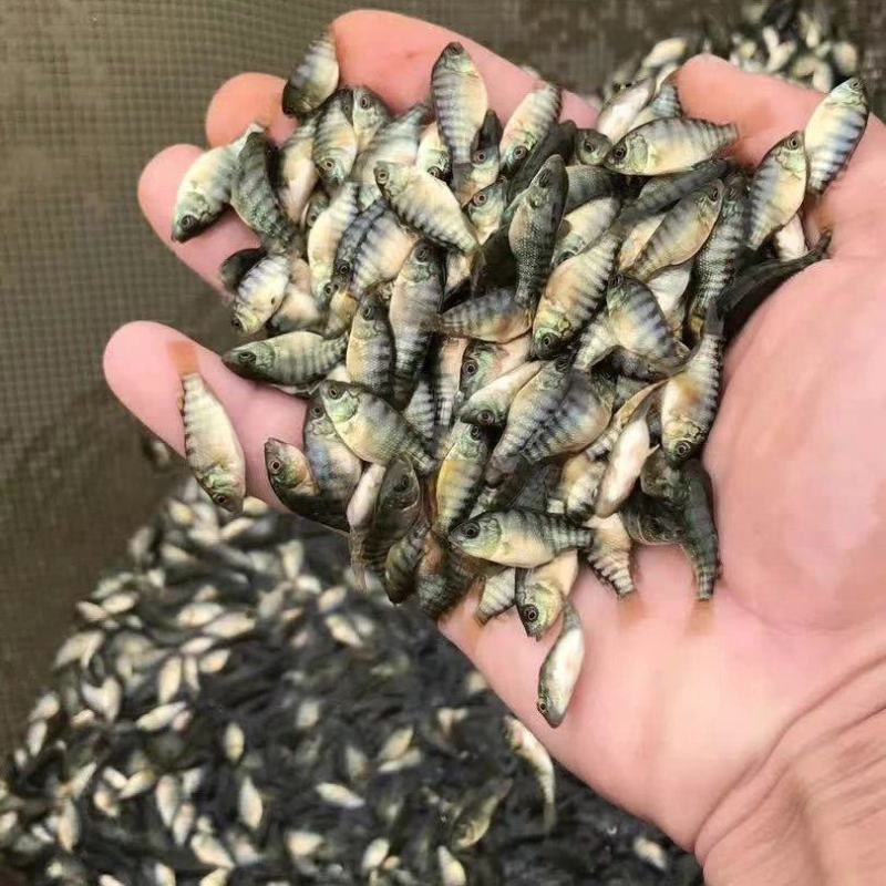海南一号罗非鱼苗大量出售