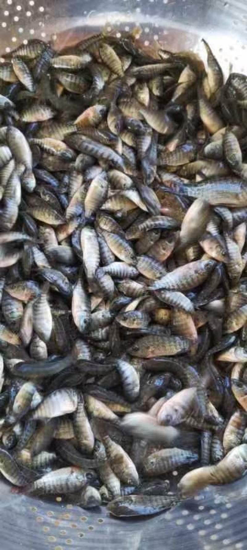 海南一号罗非鱼苗大量出售