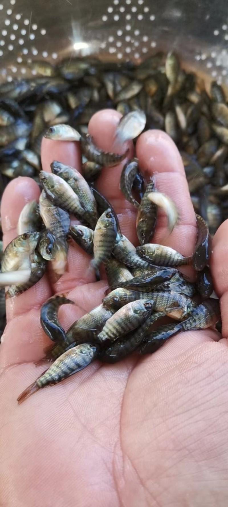 海南一号罗非鱼苗大量出售