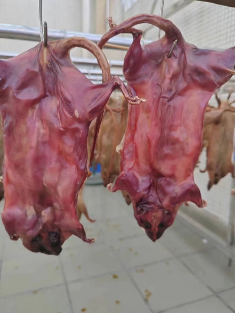 田鼠干，白条，活体长期供应食品，量大优惠