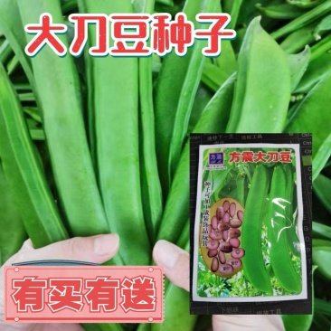 大刀豆种子春秋均可播种四季豆种子农家庭院栽培