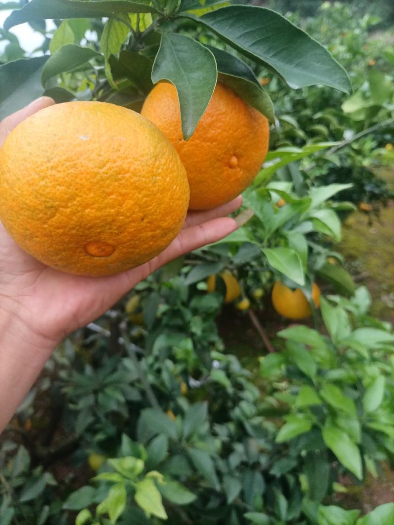 资阳市爱媛38果冻橙大量上市，欢迎咨询购买