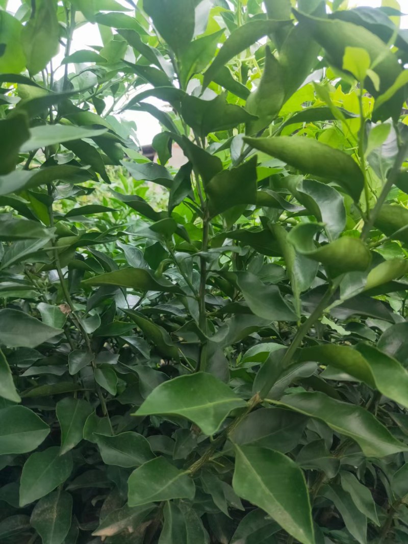 阿蜜达柑橘苗，爱媛46号柑桔苗，四川苗，品纯