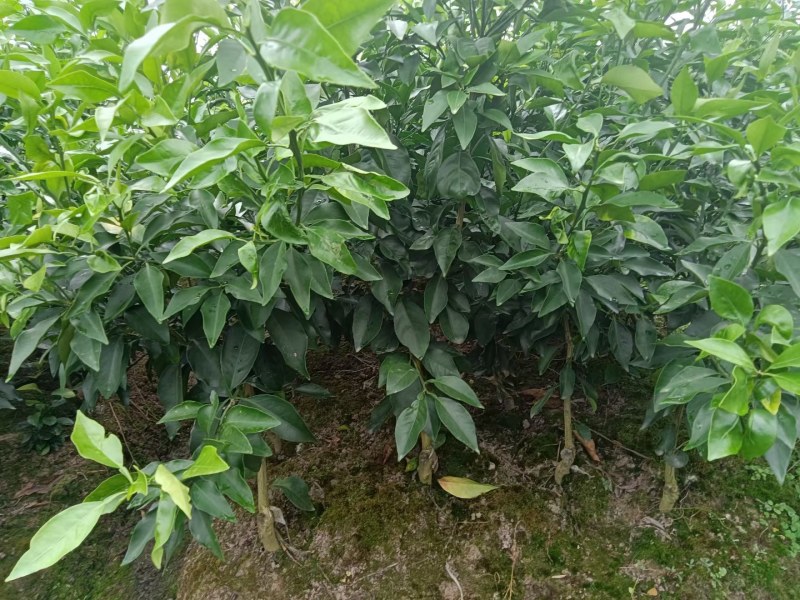阿蜜达柑橘苗，爱媛46号柑桔苗，四川苗，品纯