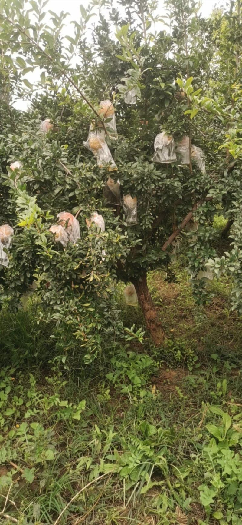 大量出售石榴树，量大从优，量大可以优惠，