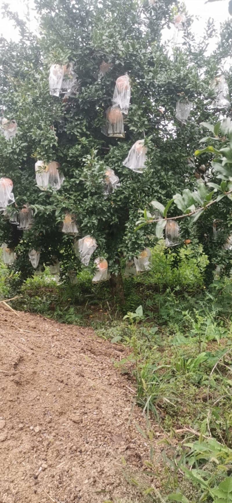 大量出售石榴树，量大从优，量大可以优惠，