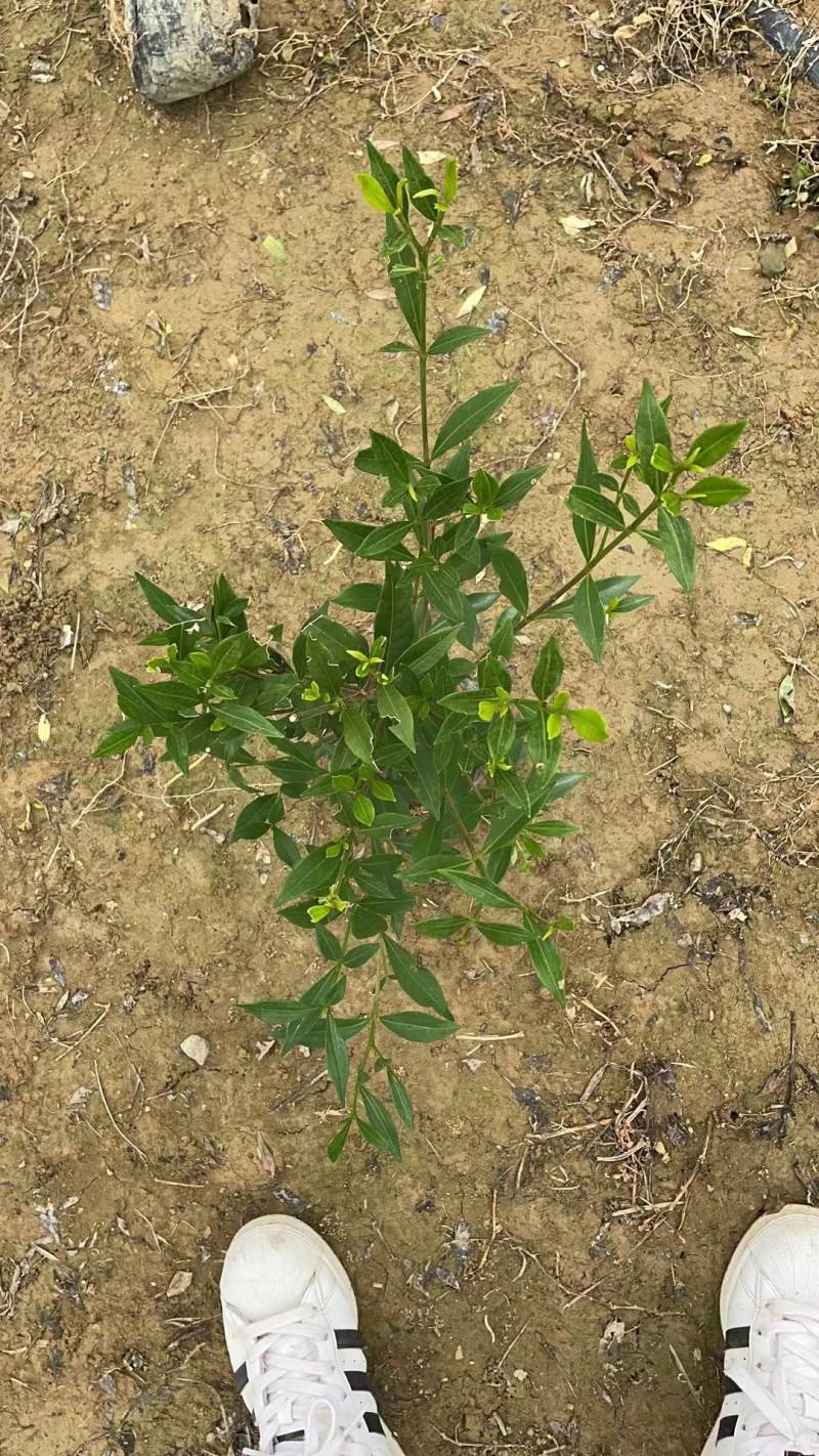 金森女贞大叶栀子红叶石楠小叶栀子