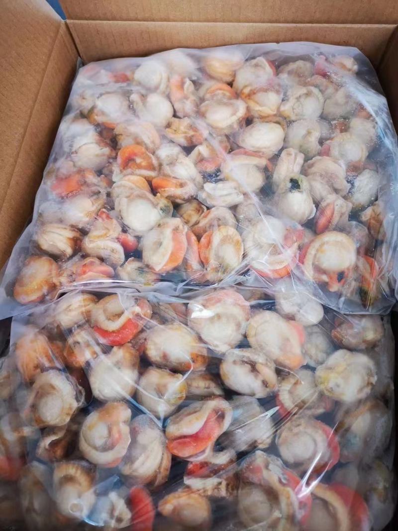 扇贝肉，贝壳肉，肉质肥美基地直发，欢迎各位老板采购
