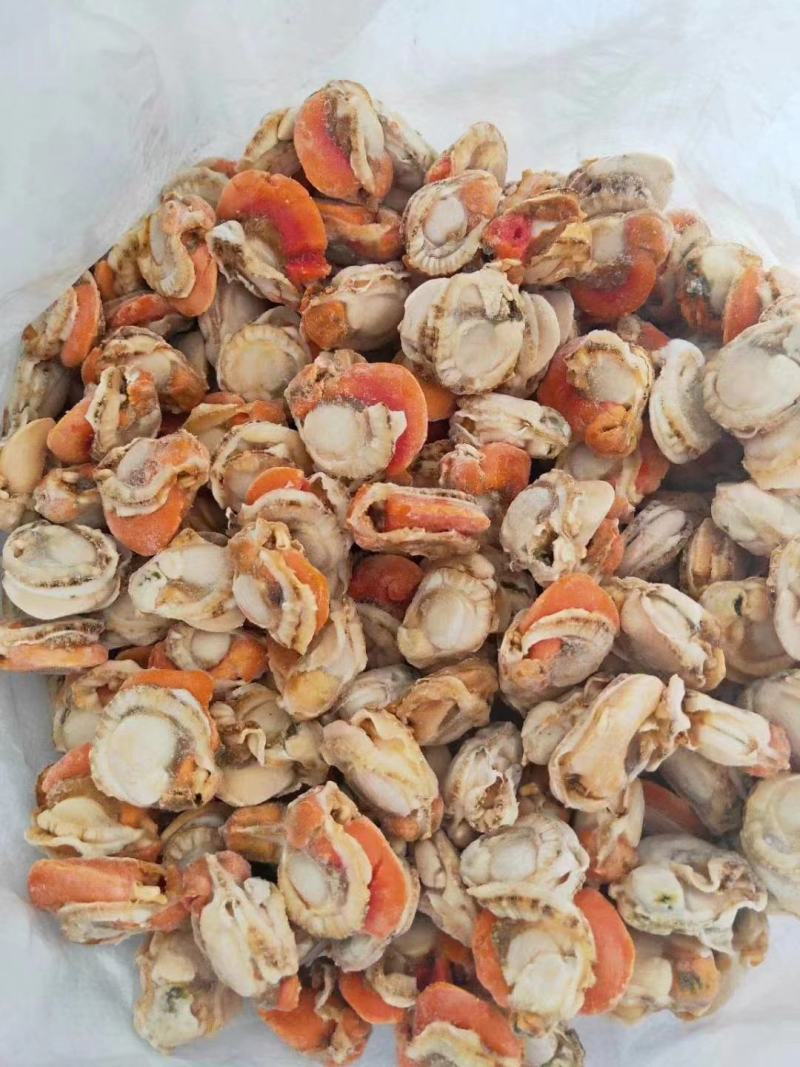 扇贝肉，贝壳肉，肉质肥美基地直发，欢迎各位老板采购