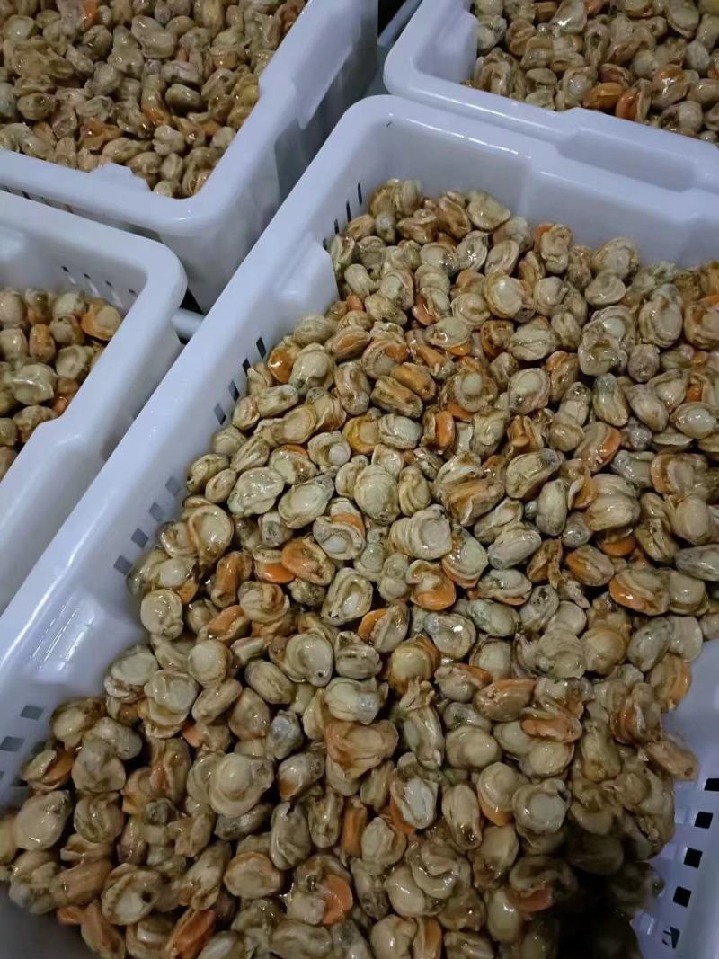 扇贝肉，贝壳肉，肉质肥美基地直发，欢迎各位老板采购