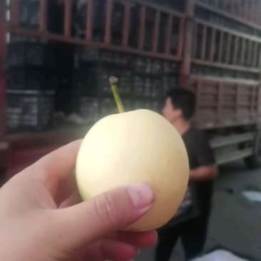 二级皇冠梨🍐2-3毛一斤，批发零售电商均可，货源充足！