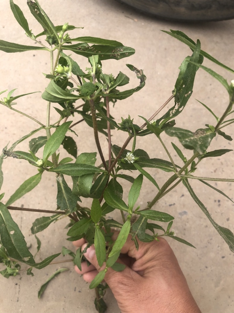 墨旱莲，本人常年大量供应一手货源。质量有保证。