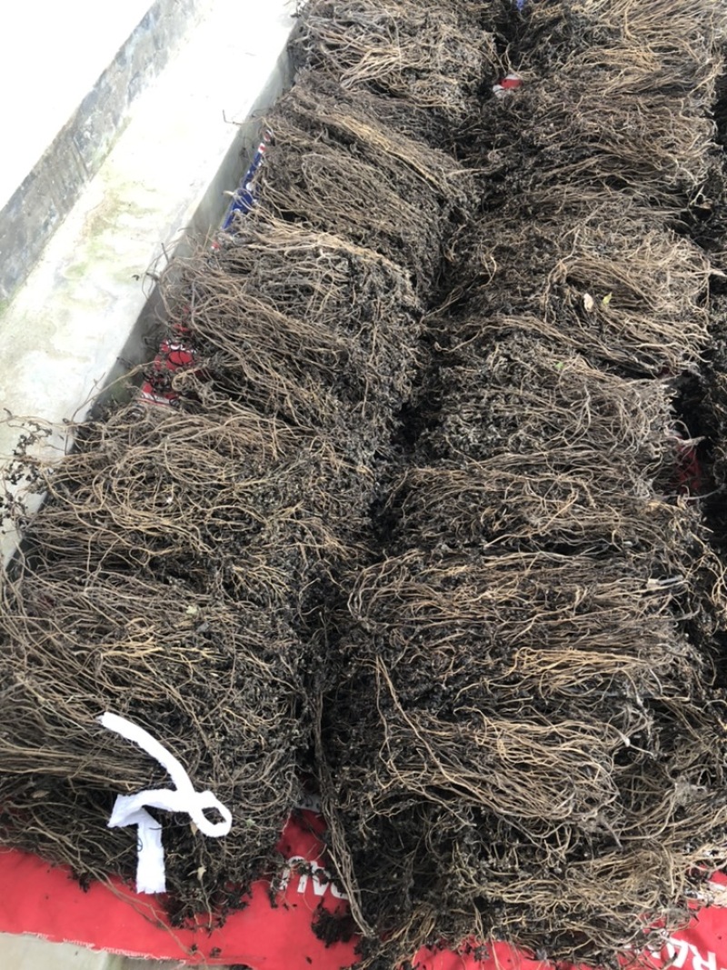 很嫩的马齿苋，全部都是精品，常年大量供应。