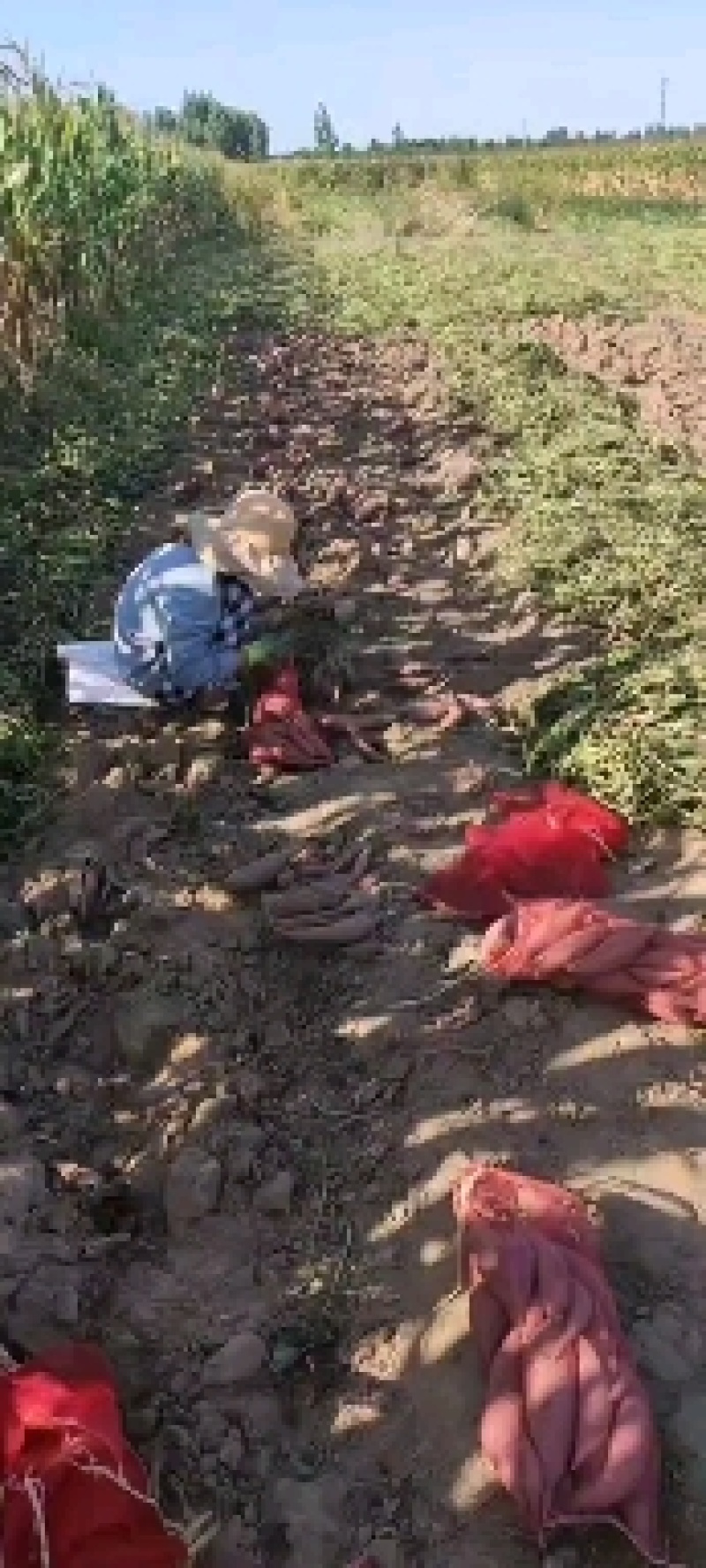 西瓜红