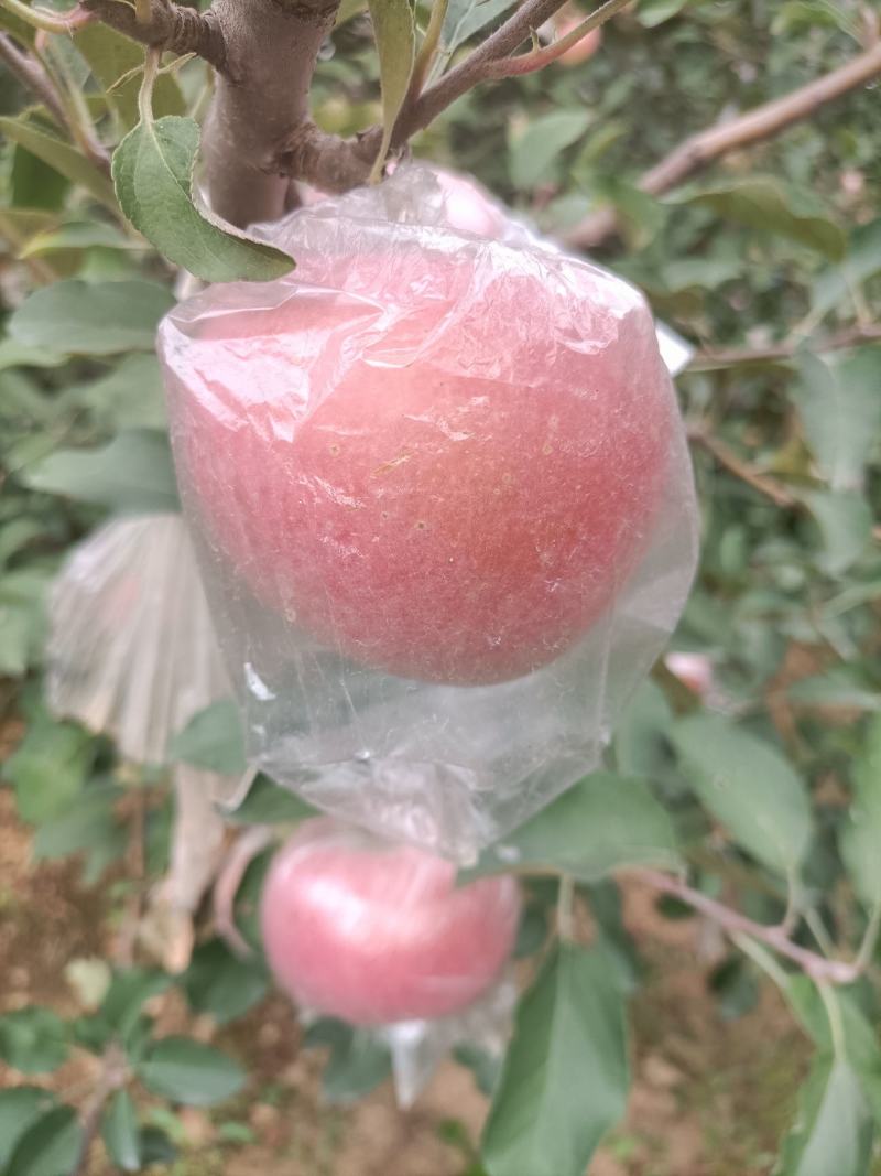 膜袋红富士苹果大量上市欢迎各位老板来采购