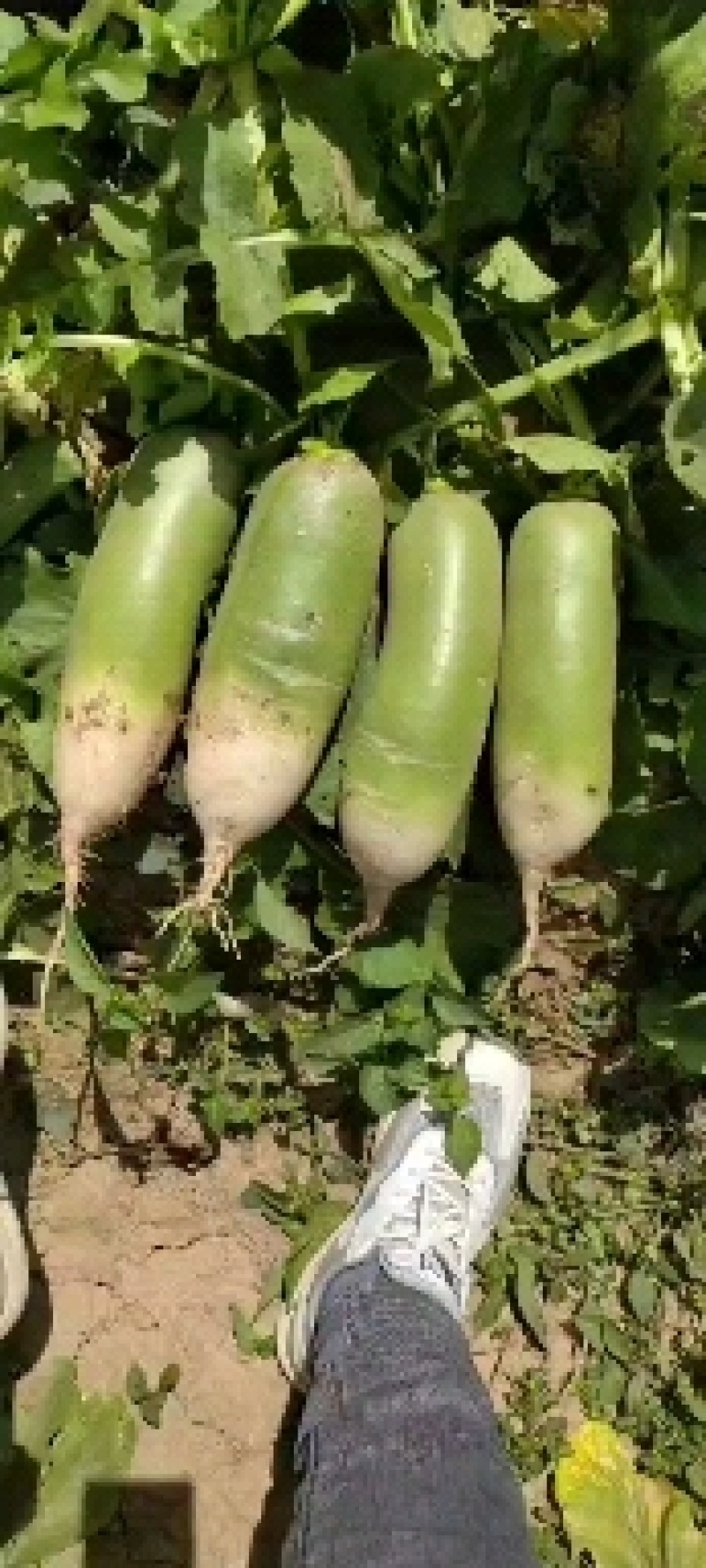 白萝卜，萝卜，2斤左右可以水洗，一手货源