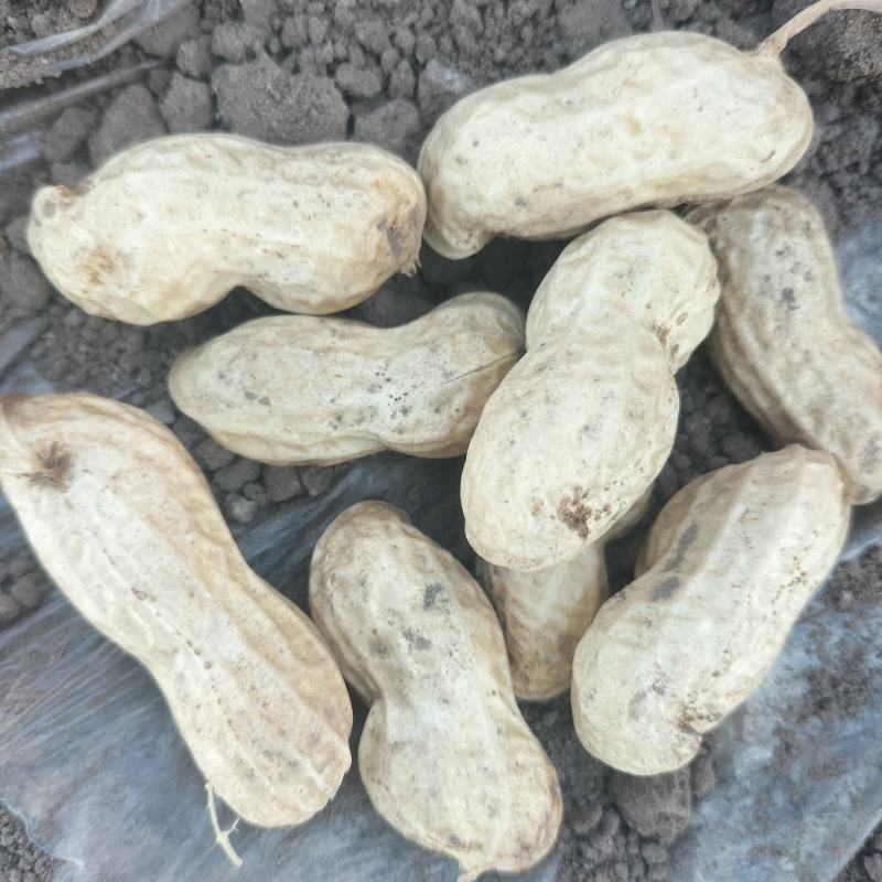 白沙花生9616东北白沙品种，品种有9616，308