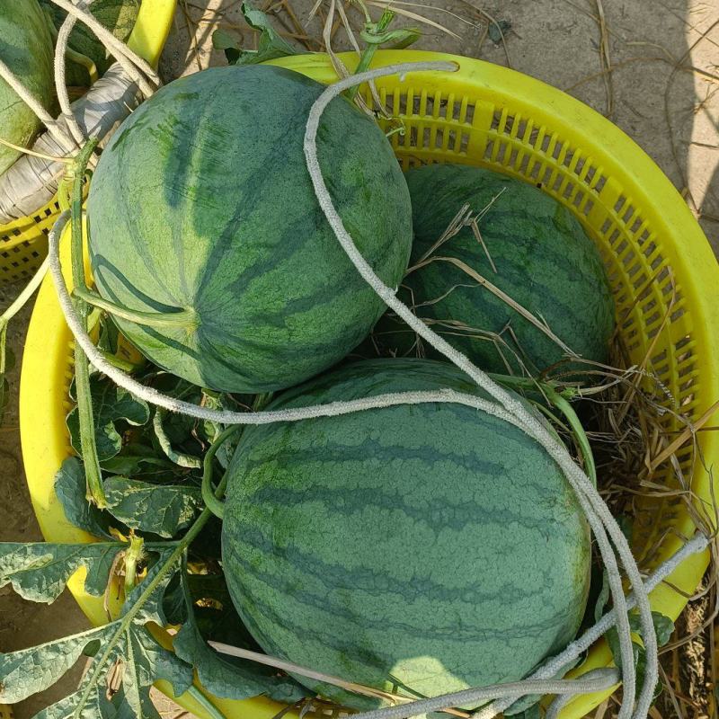 大量无籽西瓜上市要想法的来了解
