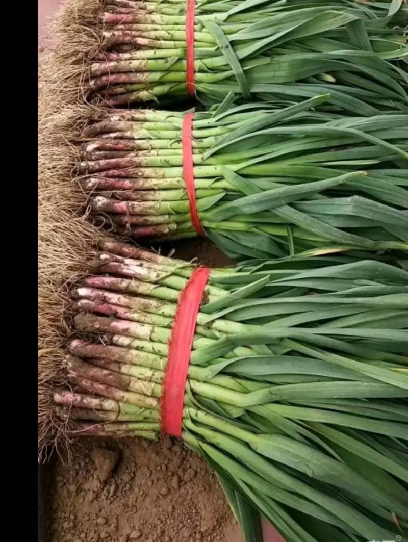 红根蒜苗内黄一点红蒜苗大量上市，质美价优，质量保证