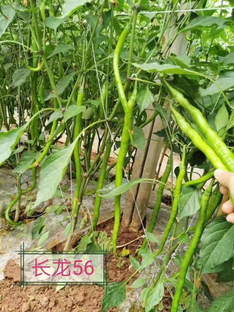 长龙56线椒种子品种，杂交一代青皮品种辣味中辣种子品种