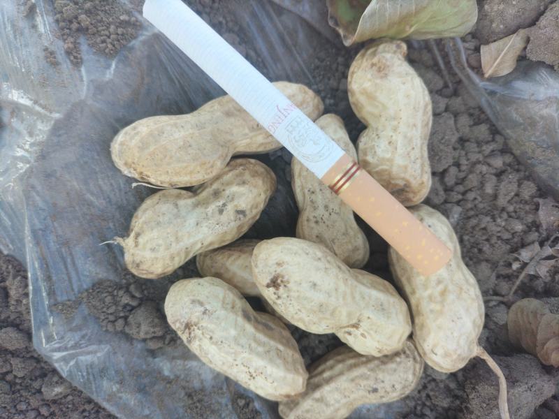 白沙花生9616东北白沙品种，品种有9616，308
